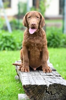 Hnědý retriever(jako hnědý labrador-chesapeake)sPP - 1