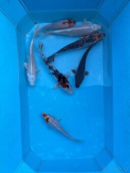 Koi kapři
