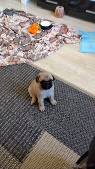 Mops