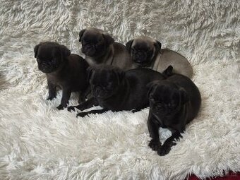 Mops