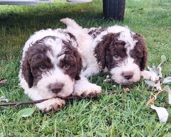 Lagotto romagnolo s PP (italský vodní pes)
