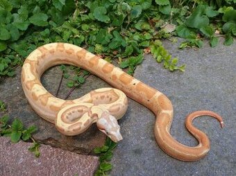 Boa imperator - VPI T+ Sunglow Motley het Anery