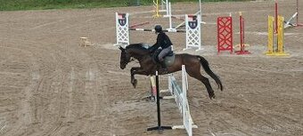 Hledáme nový domov pro našeho parťáka ❤️