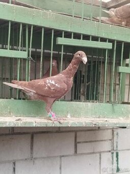 Prodám holuby   NVH a texany