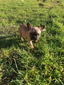 Francouzský buldoček