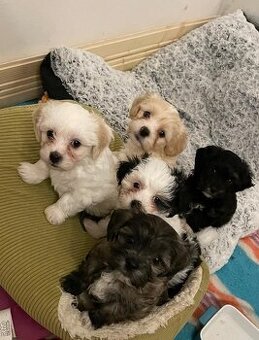 Prodáme štěňata Havanského psíka