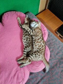 Bengálská kočka s PP (průkaz původu)