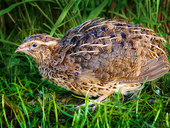 Japonská Nosná Křepelka - Super Nosnice - Násadová vejce