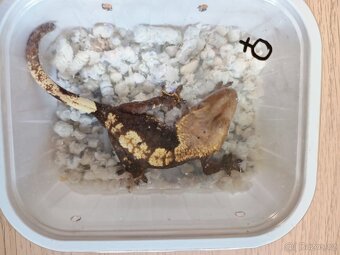 Pagekon řasnatý ( Rhacodaktylus Ciliatus)