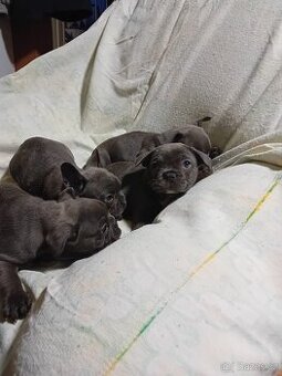 Francouzský buldoček