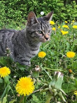 Daruji tříletou kočičku