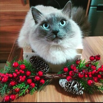 Daruji kocourka Ragdoll 7let do dobrých rukou