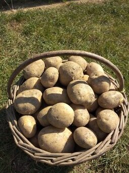 BRAMBORY KONZUMNÍ POCAHONTAS NA USKLADNĚNÍ