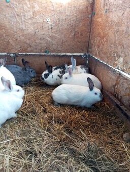 Prodám králíky do chovu - 1