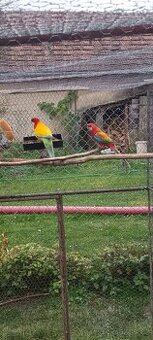 Rozela pestrá Zlatá  a gg opalin