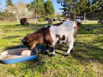 Holandská zakrslá kozička a kastrovaný kozlik