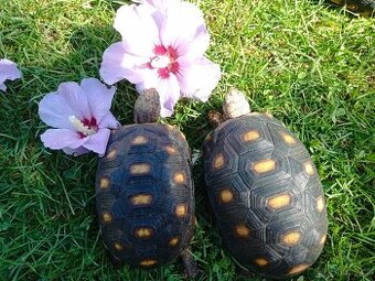 Želva Uhlířská - mláďata.