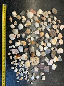 Mušle, mořské kameny do akvária