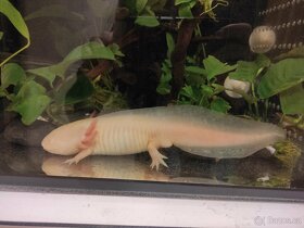 Axolotl mexický a veškeré vybavení - 1