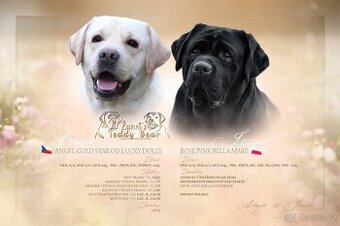 Labradorský Retriever s PP