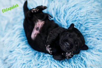 Labradorský Retriever s PP