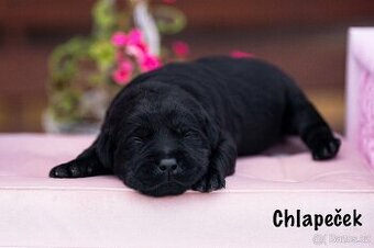 Labradorský Retriever s PP