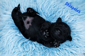 Labradorský Retriever s PP