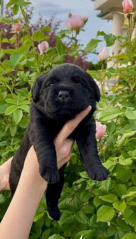 Labradorský Retriever s PP