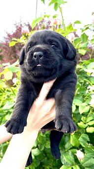 Labradorský Retriever s PP