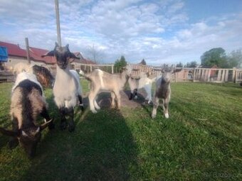 Vše REZERVACE  Kůzlata na výpas po mohutném kozlovi