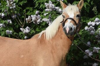 Pony klisna do sportu 10 let/ 133 KVH