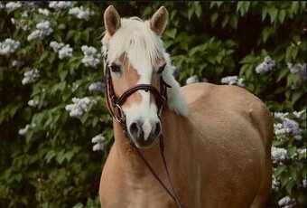 Pony klisna do sportu 10 let/ 133 KVH
