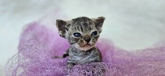 Devon rex kocourek s průkazem původu
