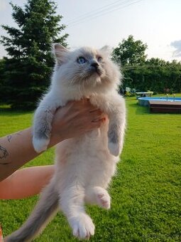 Ragdoll kocourci s PP