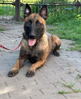 Belgický ovčák malinois fenka