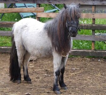 Prodej klisny Shetland pony
