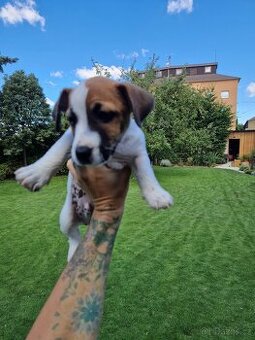 Jack russell terier - 1