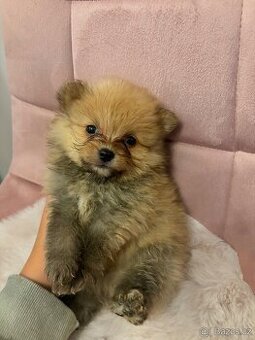 Pomeranian