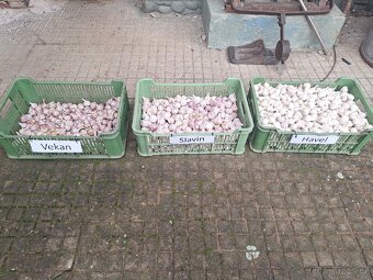 ČESNEK DOMÁCÍ, ČESKÝ, VYPĚSTOVANÝ NA MORAVĚ