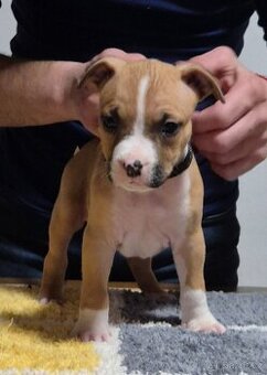 Americký stafordšírský teriér s PP