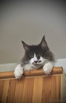 Mainská mývalí darujeme