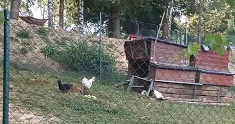 Kohout hedvabnička černý