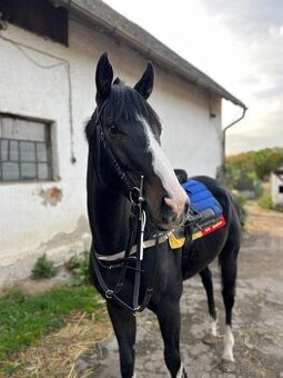 Mohutný, vysoký valach A1/1 na rekreaci i do sportu