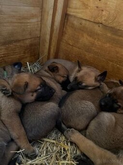 šteniatka kríženec nemecko-belgický ovčiak (cross)