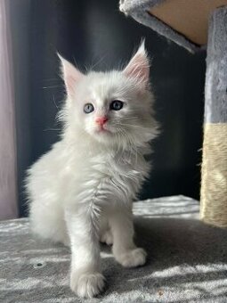 Mainská mývalí kočka