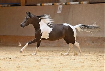 Valach AMHR/ASPC- minihorse