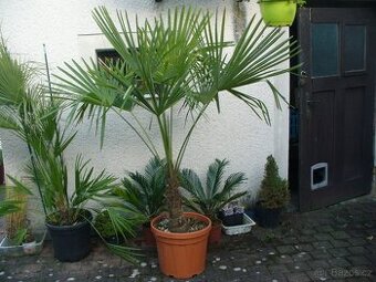 Palma konopná 170cm
