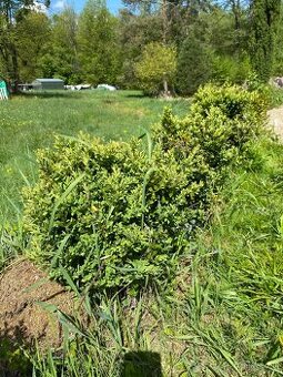 Buxus - 1