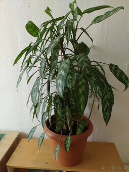 rostlina Aglaonema