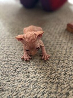 Sphynx